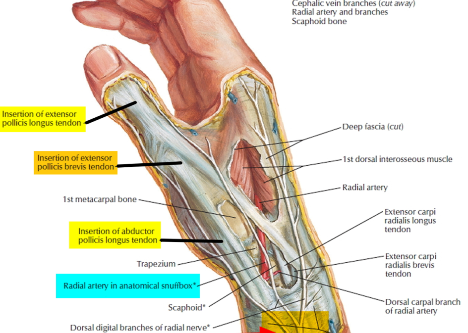 Common wrist injury Quervains Tenosynovitis