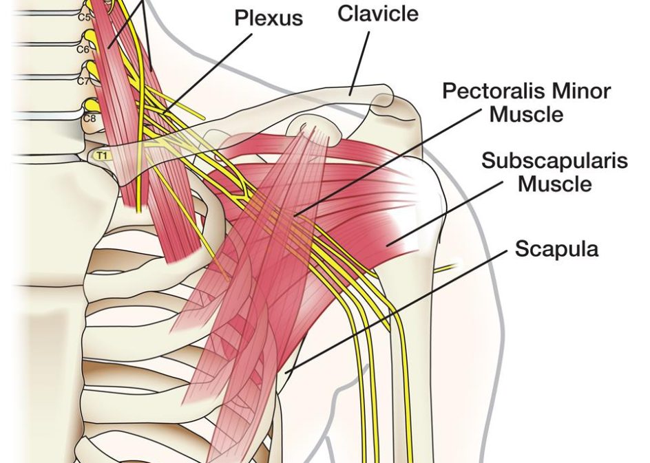 SHOULDER JOINT, Its Injuries and Disorders